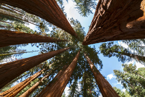 istock Redwood Trees in Sequoia National Park 935040016