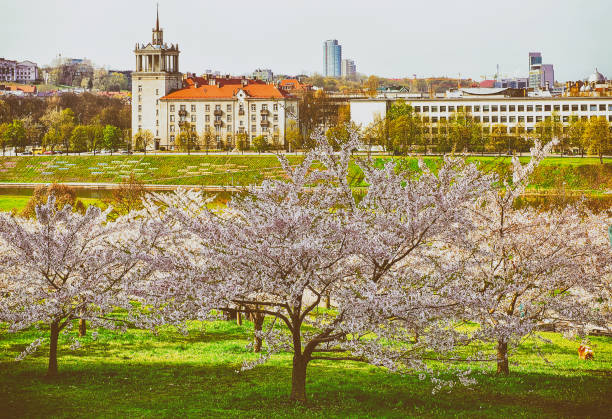 istock Sakura or cherry tree flowers bloom spring japanese garden Vilnius 935049128