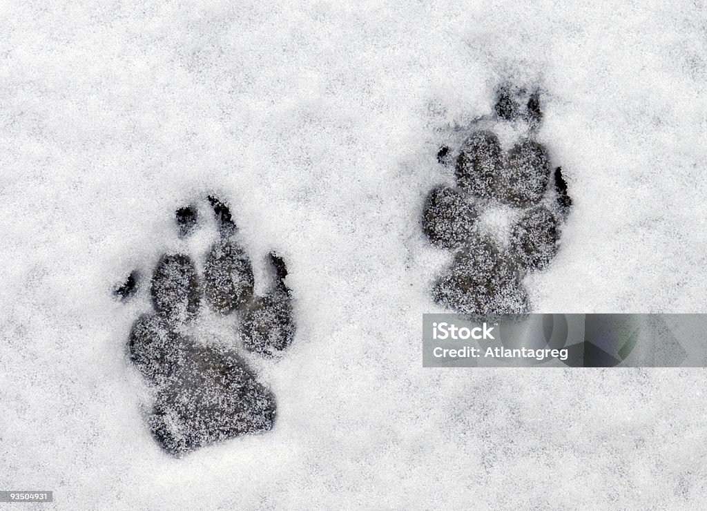 Pawprints im Schnee - Lizenzfrei Eingefroren Stock-Foto