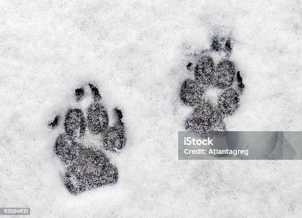 Pawprints Im Schnee Stockfoto und mehr Bilder von Eingefroren - Eingefroren, Farbbild, Fotografie