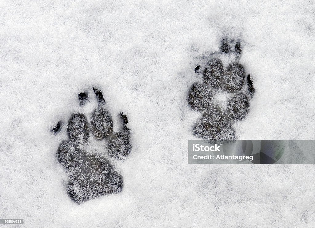 Pawprints dans la neige - Photo de Canidés libre de droits