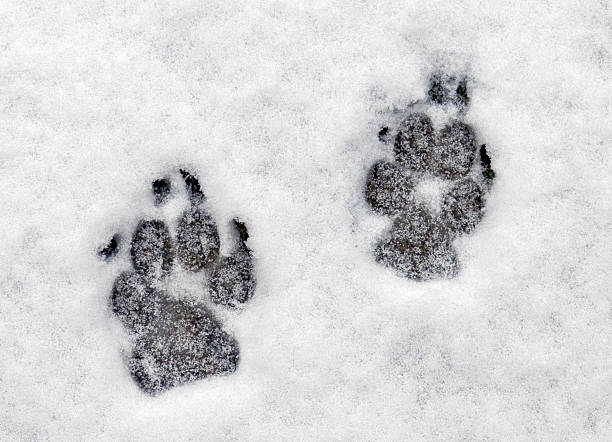 istock Pawprints in the Snow 93504931