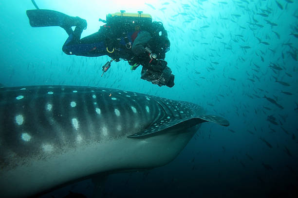 istock Scuba diver filming whale shark 93505124