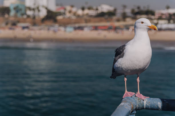 istock Seagull is sitting on the parapet on Santa Monica's pier 935052388