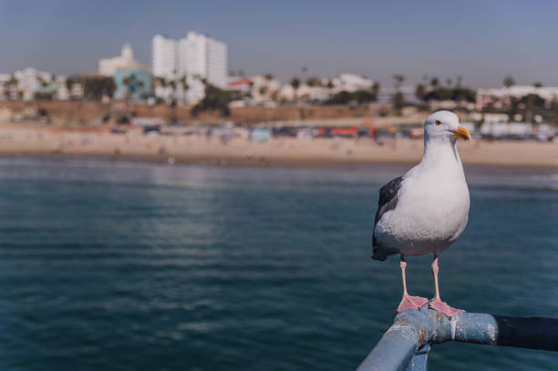 istock Seagull is sitting on the parapet on Santa Monica's pier 935052390