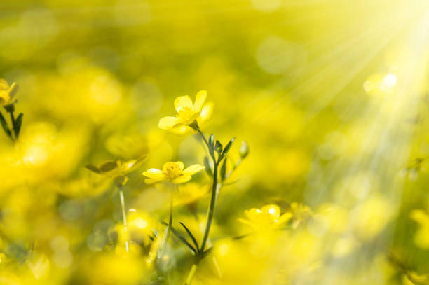 istock fresh flowers blooming in spring on sunny day, spring summer background 935052482