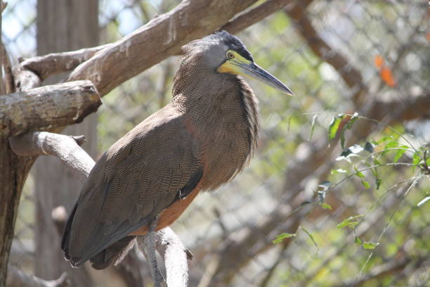 istock Birds of Columbia 935053046