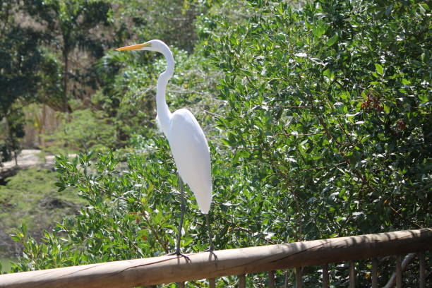 istock Birds of Columbia 935055722