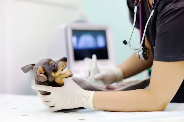 Dog having ultrasound scan in vet office Dog having ultrasound scan in vet office. Little dog terrier in veterinary clinic x ray image medical occupation technician nurse stock pictures, royalty-free photos & images