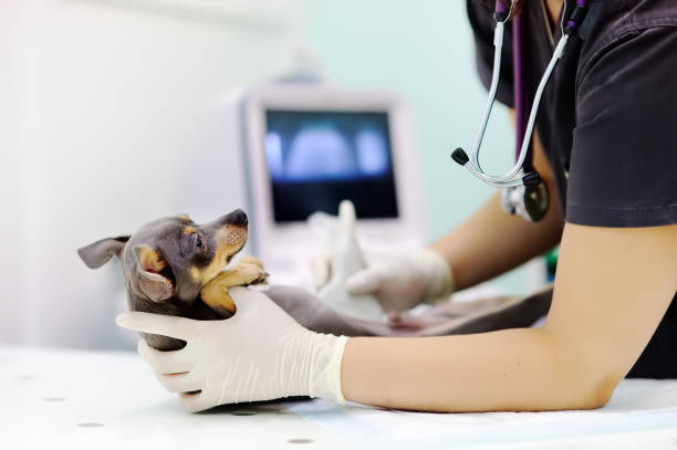 dog having ultrasound scan in vet office - pregnant animal imagens e fotografias de stock