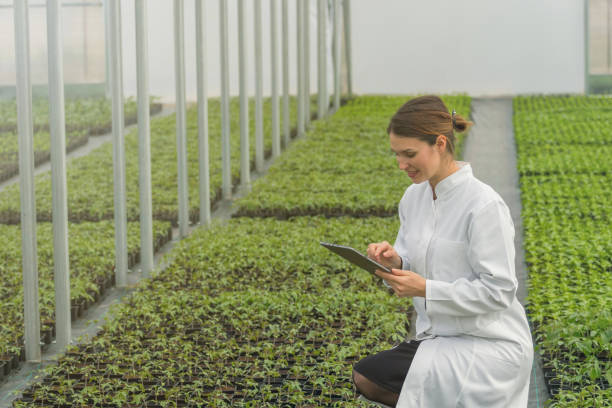 istock Greenhouse Seedlings Growth. Female Agricultural Engineer using tablet 935056424
