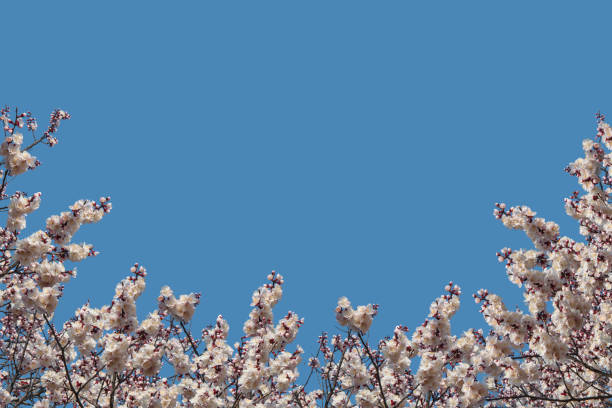 Beautiful flowers Cherry blossom on Blue Sky