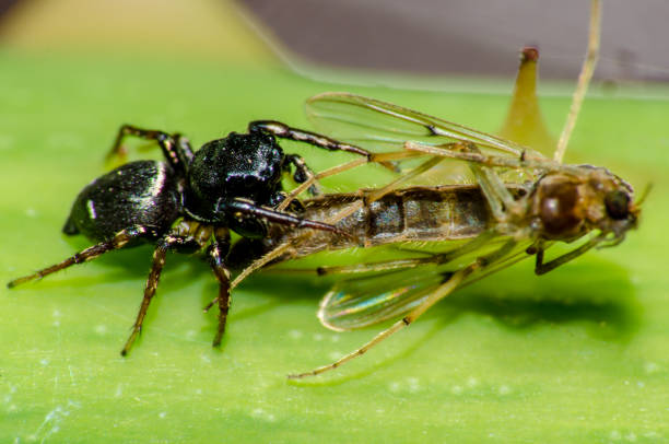 istock wonderful, mysterious and beautiful macro world 935062278