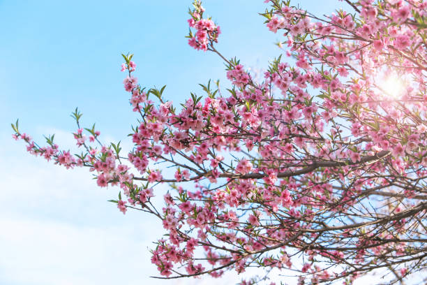 istock Beautiful flowers Cherry blossom on Blue Sky 935062546