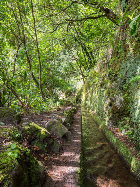 istock Walking alona a Levada in Madeira, Portugal 935064924