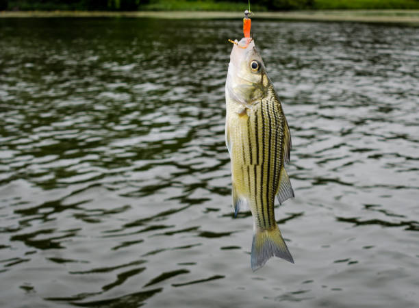 striped bass, striper, agua dulce, pescado por el pescador - rockfish fotografías e imágenes de stock