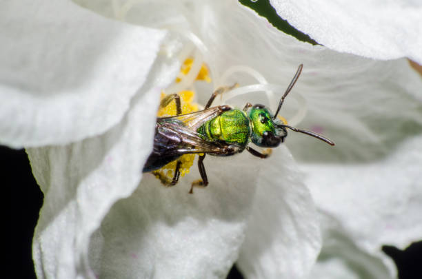istock wonderful, mysterious and beautiful macro world 935078362