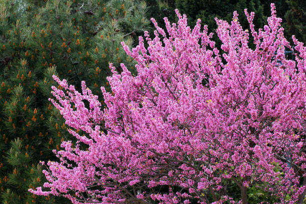Redbud trees in bloom stock photo