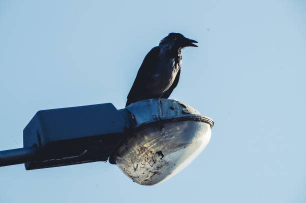 istock Crow sit on the modern dirty street lantern 935080818