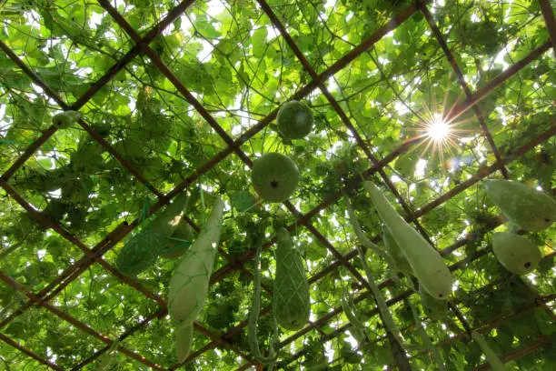 Photo of winter melon and pumpkin on tree