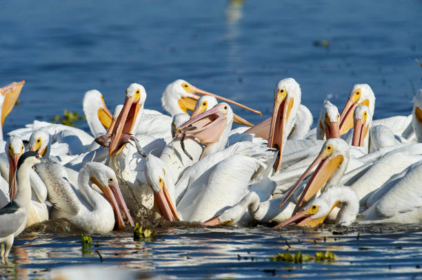 istock Group of American white pelicans 935083116