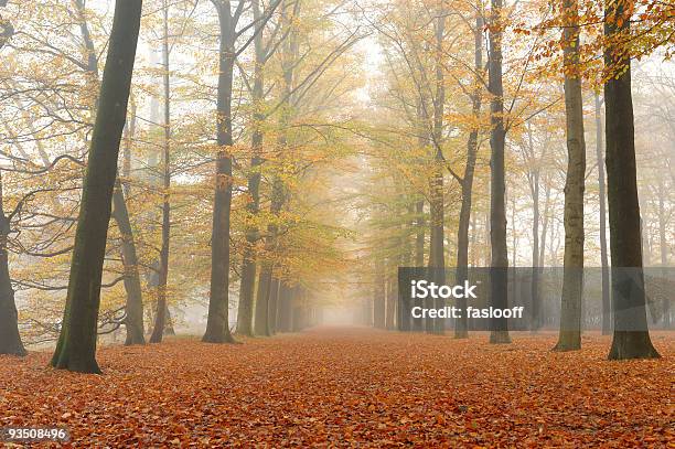 Dawn Em Floresta - Fotografias de stock e mais imagens de Ajardinado - Ajardinado, Amanhecer, Ao Ar Livre