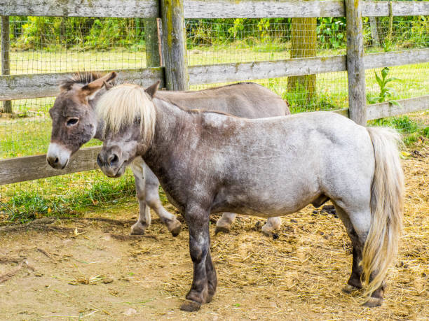 istock Pet shetland pony with an unruly blond mane 935088038