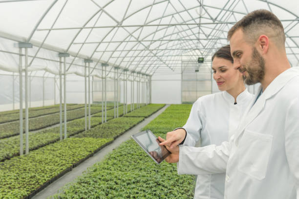 istock Agricultural Engineers using tablet greenhouse. Seedlings Greenhouse. 935088100