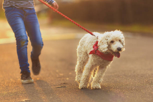 istock Girl and her best friend 935091736