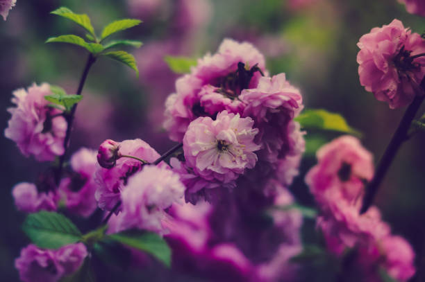 istock Pretty pastel romantic spring flowers nature background 935091856