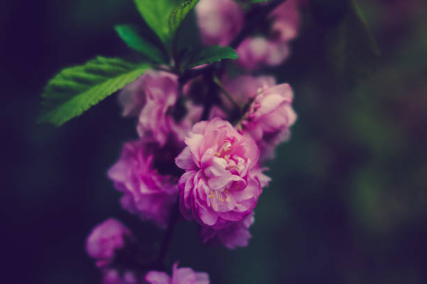 istock Pretty pastel romantic spring flowers nature background 935091868