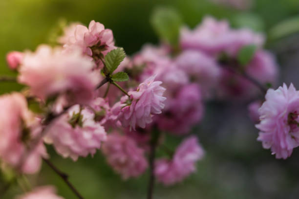 istock Pretty pastel romantic spring flowers nature background 935091948