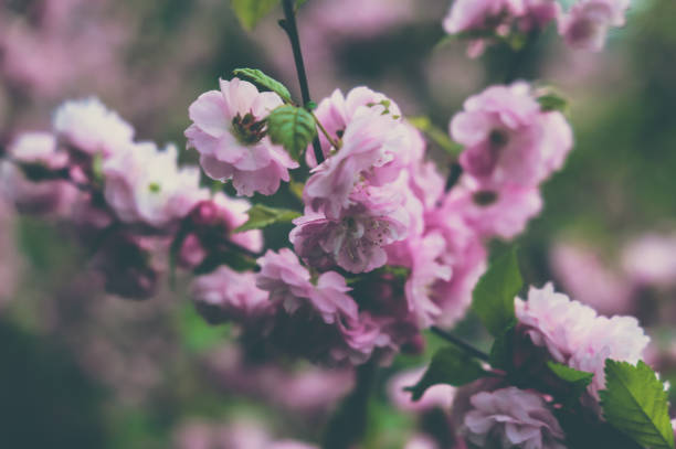 istock Pretty pastel romantic spring flowers nature background 935091982
