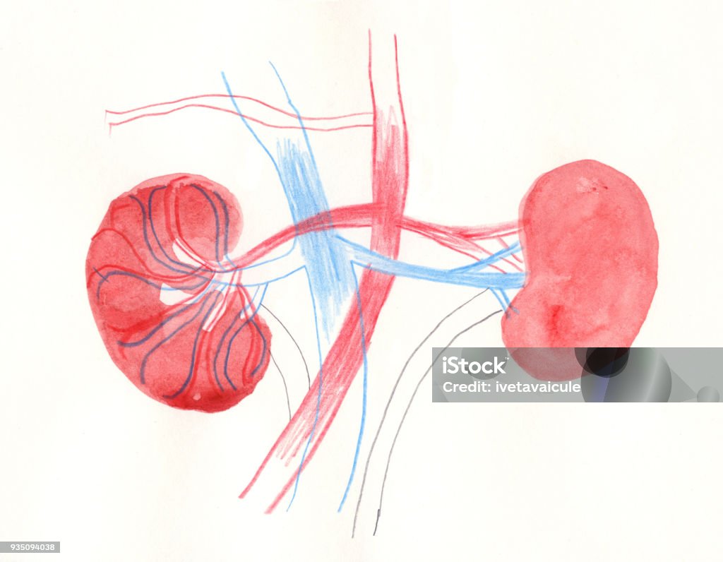 Kidney Painting of kidney Kidney - Organ stock illustration