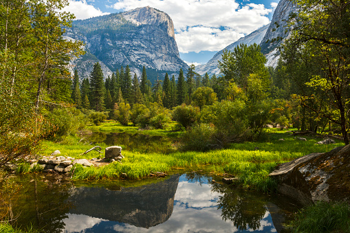 Lush meadow of evergreen trees in Yosemite Valley of Yosemite National Park in California during summer.