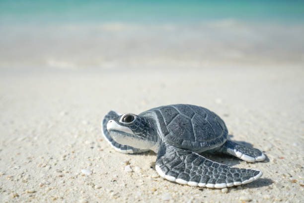istock Little sea turtle on the sandy beach 935109402