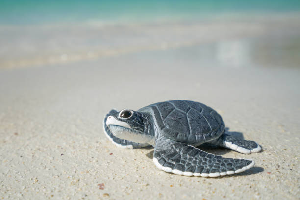 istock Little sea turtle on the sandy beach 935109436