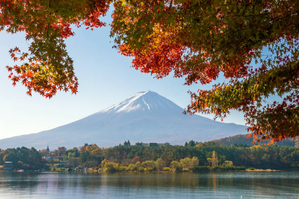 istock Mt. Fuji in autumn with red maple leaves 935110548