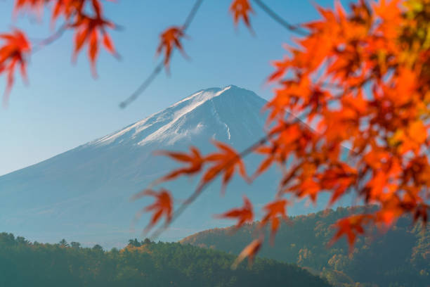 istock Mt. Fuji in autumn with red maple leaves 935110562
