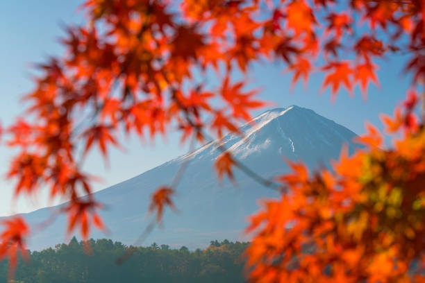 istock Mt. Fuji in autumn with red maple leaves 935110564