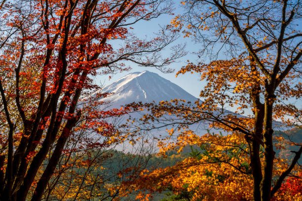 istock Mt. Fuji in autumn with red maple leaves 935110576