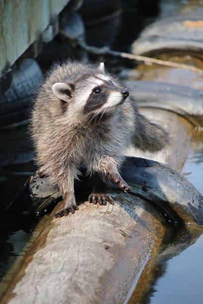 istock A wild raccoon walking on a log, outdoors in the sunshine. 935115818