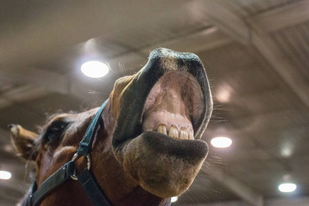 istock the lips and teeth of a laughing horse 935116224