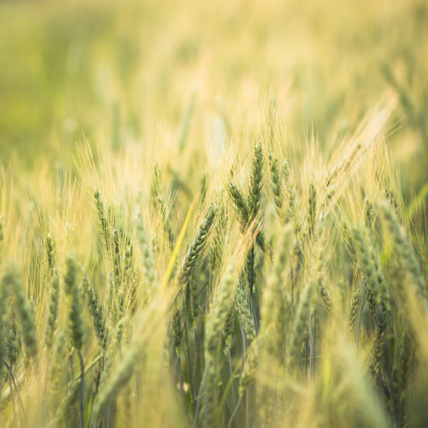 istock Green barley field Nature background 935118906