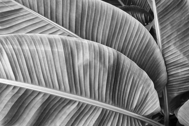 tropical banana palm leaves texture background