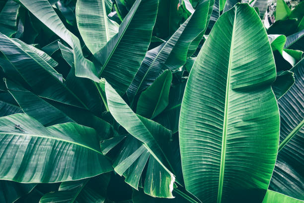 istock tropical banana palm leaves 935119194