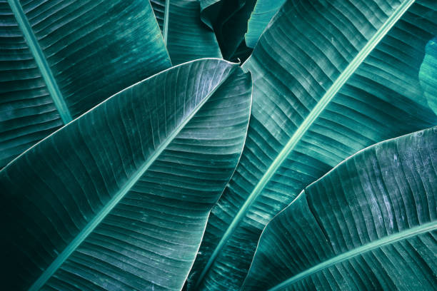 istock tropical banana palm leaf 935119250