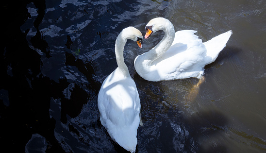 in the canals of Bruges, swan in love.