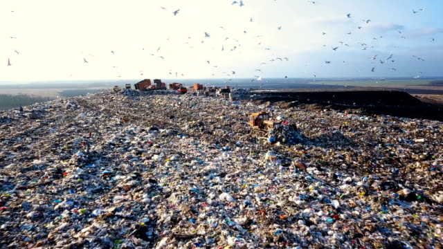 Garbage Dump. Hungry Gulls are Looking for Food among the Waste
