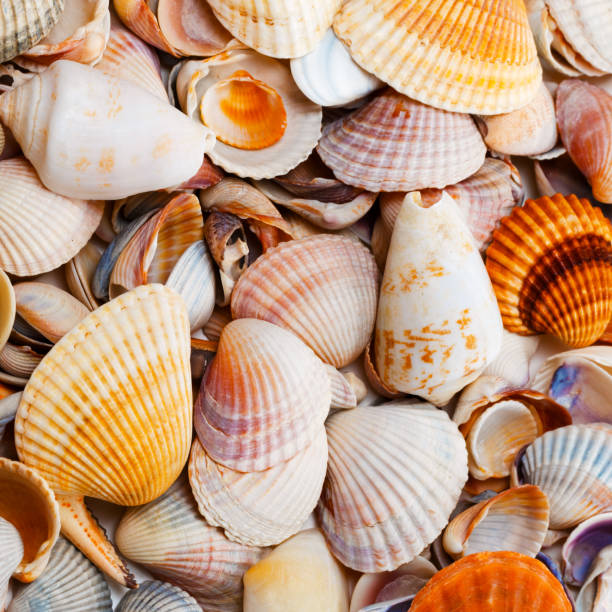 istock Variety of seashells 935122906